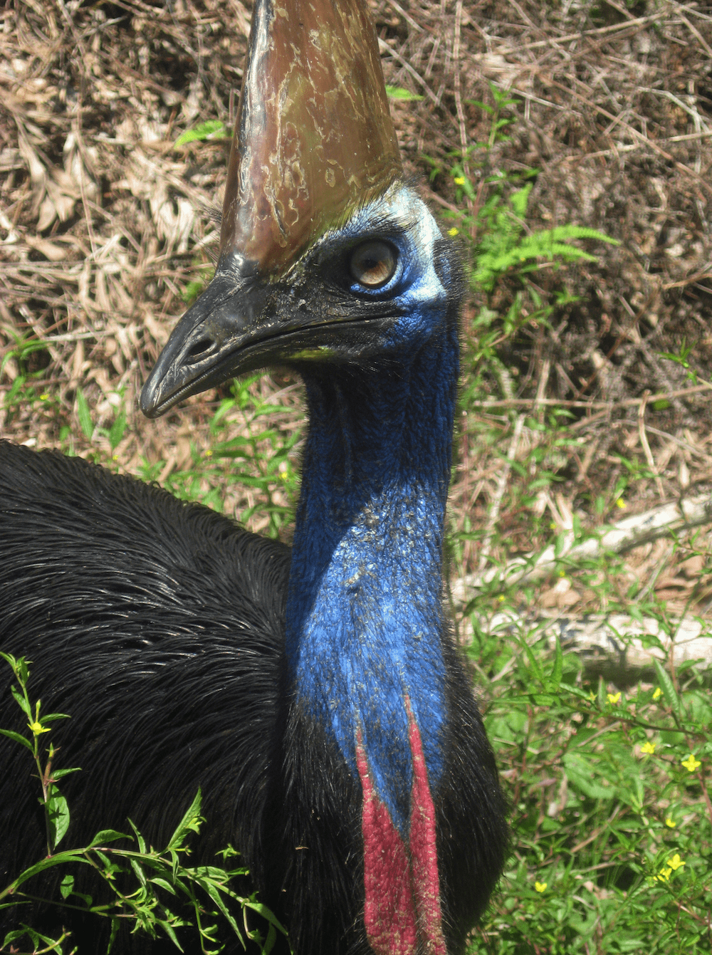 cassowary