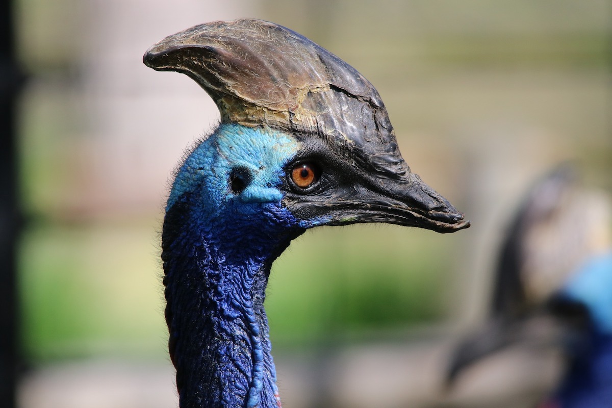 cassowary